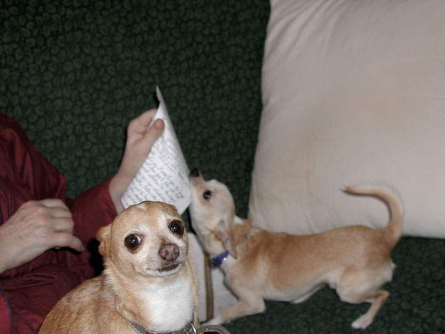 Puppy embarrassing adult Chihuahua
