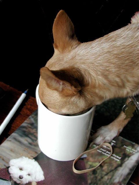 Chihuahua with head in coffee cup