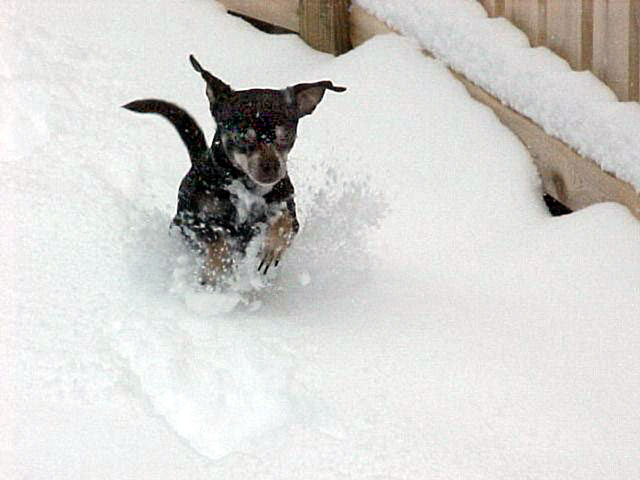 Mocha leaping in the snow