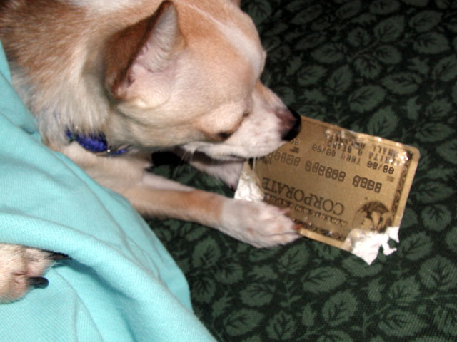 Puppy with American Express Gold Card
