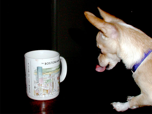 Chihuahua puppy smacking lips over a coffee cup